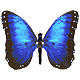 brokenwings